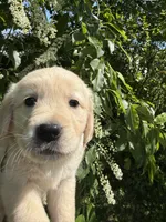 Snowball , a male English Cream Golden Retriever for sale in Waterbury, CT – 3 of 3