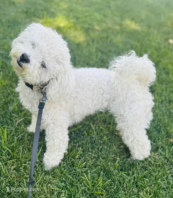 Coconut – Bichon Frise puppy for sale in San Diego, CA