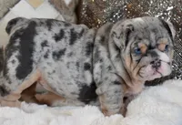 COOKIE 🍪 , a female English Bulldog for sale in Fort Myers, FL – 2 of 4