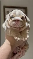 Frosty ❄️, a male English Bulldog for sale in Fort Myers, FL – 4 of 4