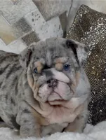 COOKIE 🍪 , a female English Bulldog for sale in Fort Myers, FL – 3 of 4