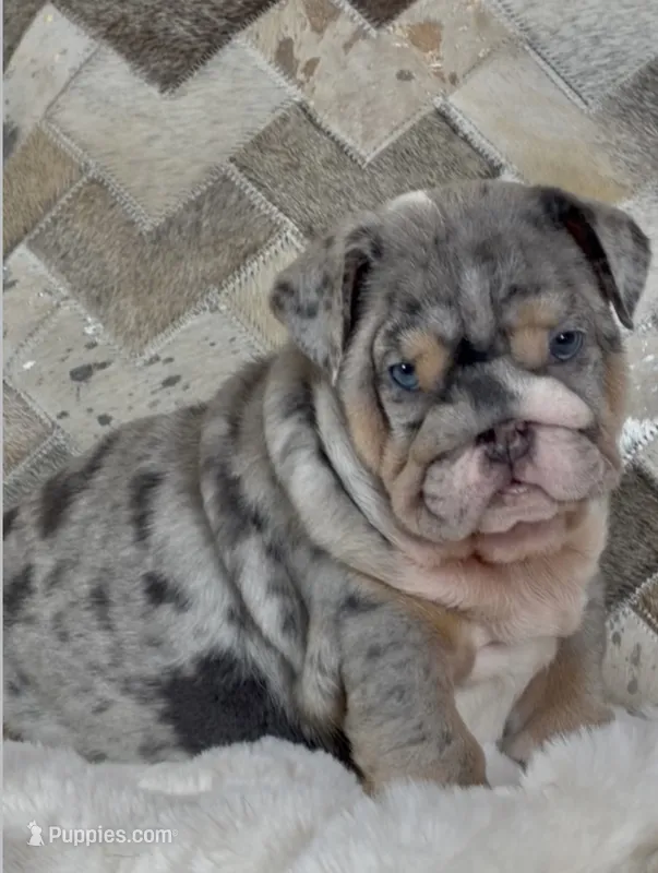 COOKIE 🍪  – English Bulldog puppy for sale in Fort Myers, FL
