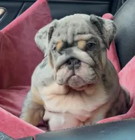 COOKIE 🍪 , a female English Bulldog for sale in Fort Myers, FL – 4 of 4