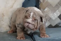 Frosty ❄️, a male English Bulldog for sale in Fort Myers, FL – 2 of 4