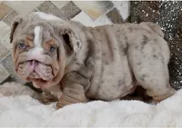 Frosty ❄️, a male English Bulldog for sale in Fort Myers, FL – 3 of 4