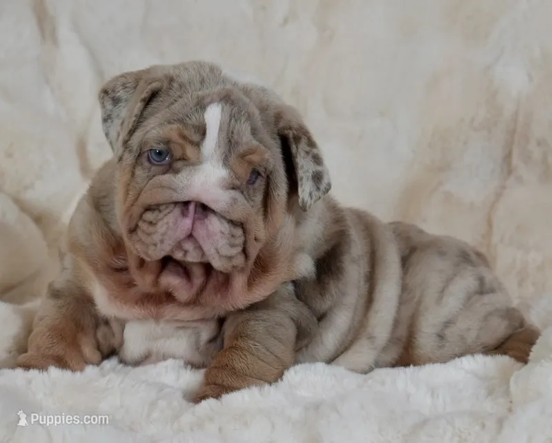 Frosty ❄️ – English Bulldog puppy on hold in Fort Myers, FL