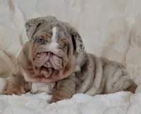 Frosty ❄️, a male English Bulldog for sale in Fort Myers, FL – 1 of 4