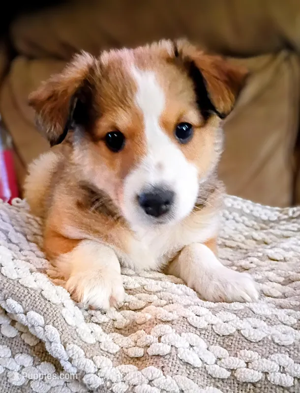 Little Sis – Shetland Sheepdog puppy on hold in Barberton, OH