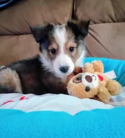 Phoenix, a male Shetland Sheepdog for sale in Barberton, OH – Photo 1 of 3