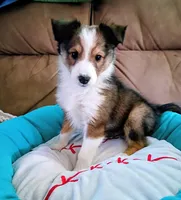 Phoenix, a male Shetland Sheepdog for sale in Barberton, OH – Photo 2 of 3