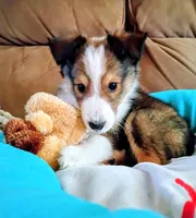 Phoenix, a male Shetland Sheepdog for sale in Barberton, OH – Photo 3 of 3