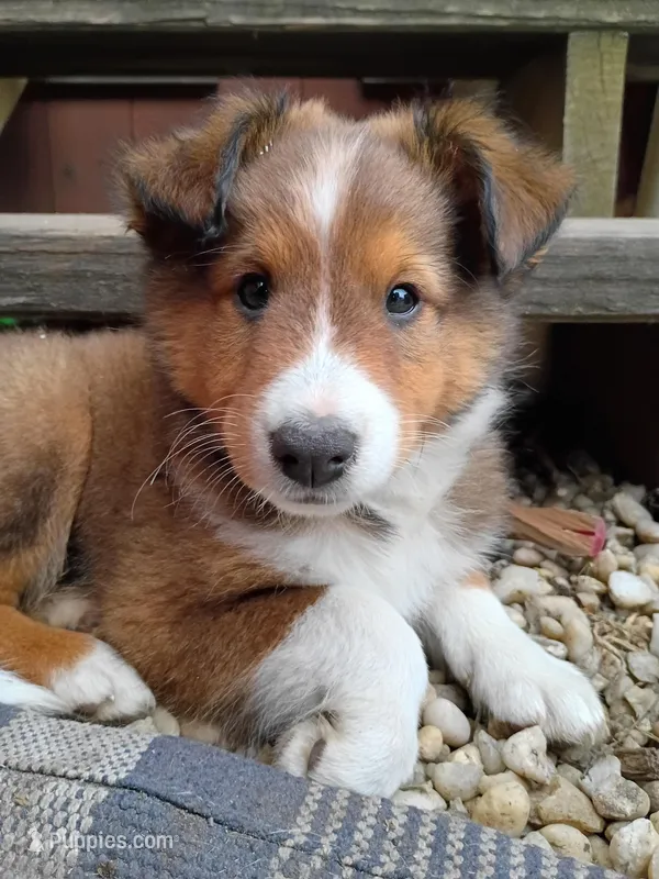 Shooter Mcgavin – Shetland Sheepdog puppy for sale in Barberton, OH