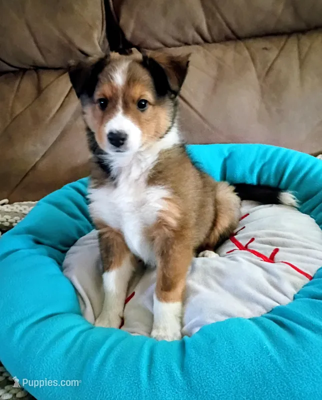 Shooter Mcgavin – Shetland Sheepdog puppy for sale in Barberton, OH