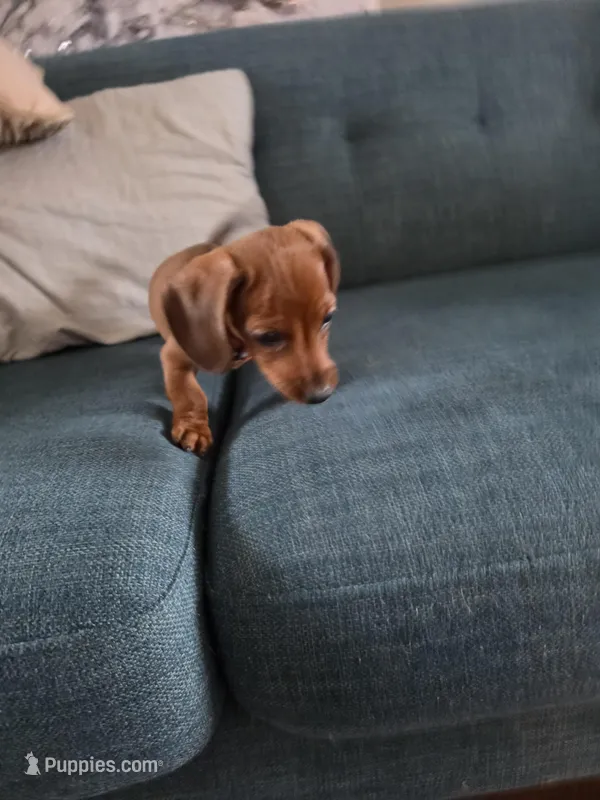 Pip – Miniature Dachshund puppy for sale in East Hartford, CT