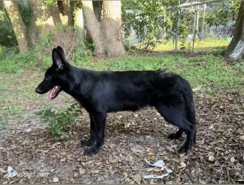 Shelby – German Shepherd Dog puppy for sale in Titusville, FL