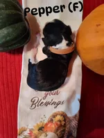 Pepper, a female English Springer Spaniel for sale in Grand Rapids, MN – 2 of 2