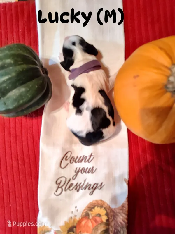 Lucky – English Springer Spaniel puppy for sale in Grand Rapids, MN