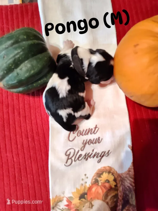 Pongo – English Springer Spaniel puppy for sale in Grand Rapids, MN