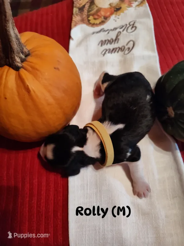 Rolly – English Springer Spaniel puppy for sale in Grand Rapids, MN