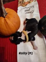 Rolly, a male English Springer Spaniel for sale in Grand Rapids, MN – 1 of 2