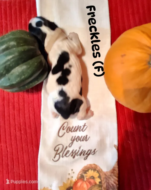 Freckles – English Springer Spaniel puppy for sale in Grand Rapids, MN