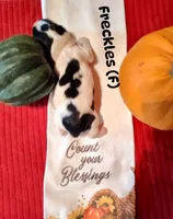 Freckles, a female English Springer Spaniel for sale in Grand Rapids, MN – 1 of 1