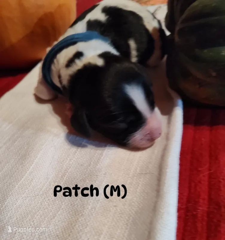 Patch – English Springer Spaniel puppy for sale in Grand Rapids, MN