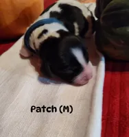Patch, a male English Springer Spaniel for sale in Grand Rapids, MN – 1 of 2