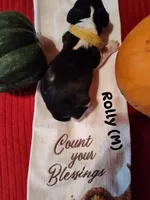 Rolly, a male English Springer Spaniel for sale in Grand Rapids, MN – 2 of 2