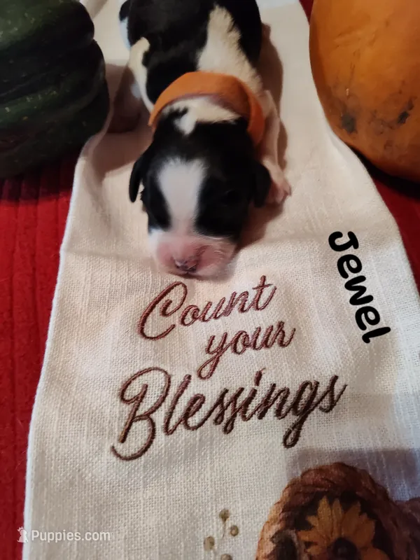 Jewel – English Springer Spaniel puppy for sale in Grand Rapids, MN