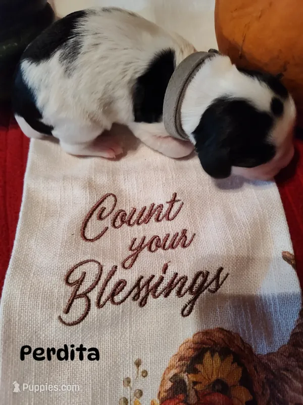 Perdita (Perdy) – English Springer Spaniel puppy for sale in Grand Rapids, MN