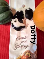 Dotty, a female English Springer Spaniel for sale in Grand Rapids, MN – 1 of 1