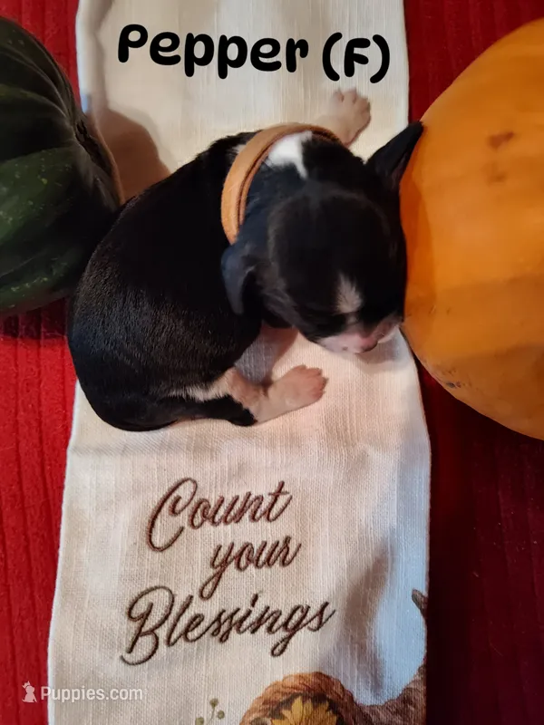 Pepper – English Springer Spaniel puppy for sale in Grand Rapids, MN
