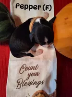 Pepper, a female English Springer Spaniel for sale in Grand Rapids, MN – 1 of 2