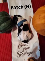 Patch, a male English Springer Spaniel for sale in Grand Rapids, MN – 2 of 2