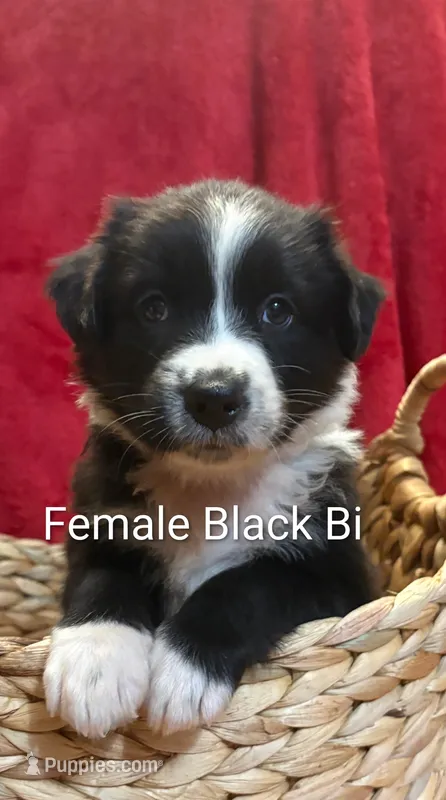 Puppy3 – Australian Shepherd puppy for sale in Conway, MO