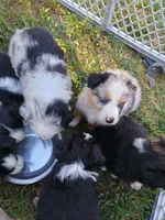 Puppy1, a male Australian Shepherd for sale in Conway, MO – 9 of 9
