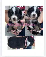 Puppy2, a female Australian Shepherd for sale in Conway, MO – 2 of 5