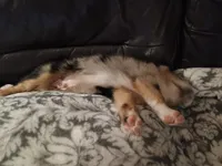 Puppy1, a male Australian Shepherd for sale in Conway, MO – 8 of 9