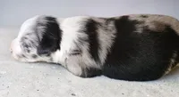 Puppy1, a male Australian Shepherd for sale in Lebanon, MO – 2 of 3