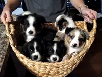 Puppy1, a male Australian Shepherd for sale in Conway, MO – 3 of 9
