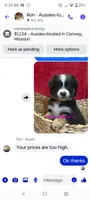 Puppy2, a female Australian Shepherd for sale in Conway, MO – 1 of 5