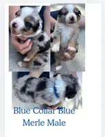 Puppy1, a male Australian Shepherd for sale in Conway, MO – 2 of 9