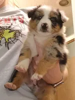 Puppy1, a male Australian Shepherd for sale in Conway, MO – 6 of 9