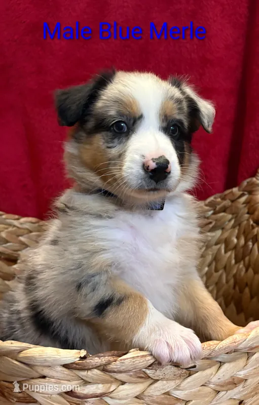 Puppy1 – Australian Shepherd puppy for sale in Conway, MO