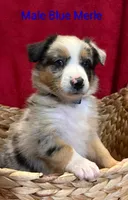 Puppy1, a male Australian Shepherd for sale in Conway, MO – 1 of 9