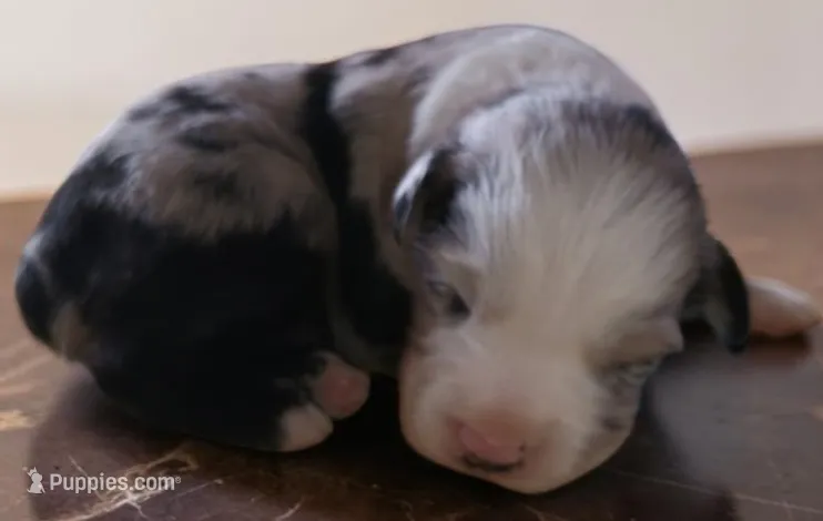 Puppy1 – Australian Shepherd puppy for sale in Lebanon, MO