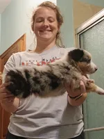 Puppy1, a male Australian Shepherd for sale in Conway, MO – 7 of 9