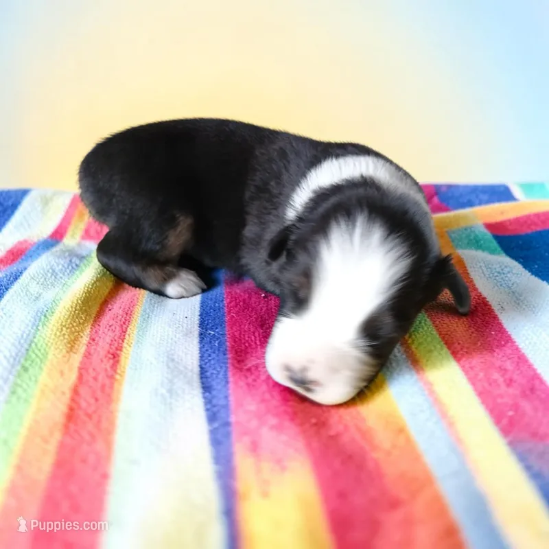 Puppy2 – Australian Shepherd puppy for sale in Conway, MO