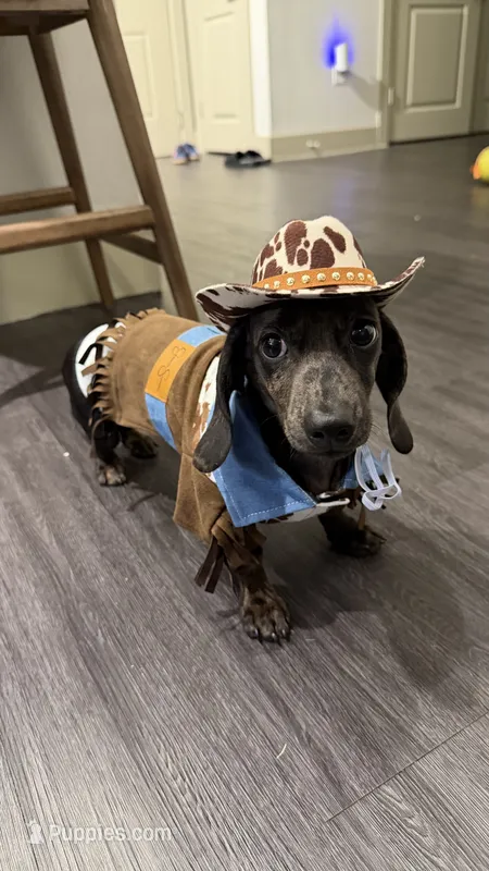 Brownie – Miniature Dachshund puppy for sale in Frisco, TX